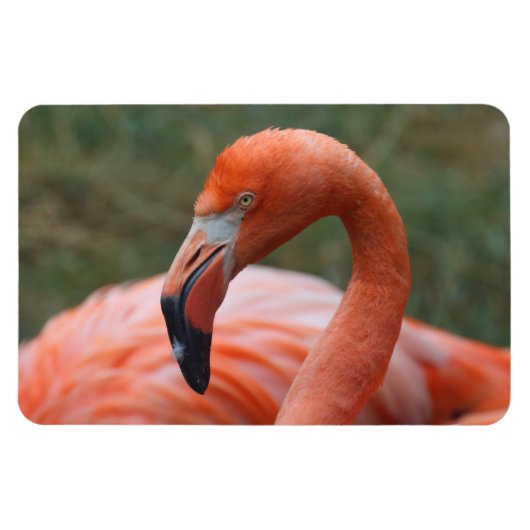 フクロウヒ マグネット (横)