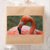 フクロウヒ ラベル (インサイチュ)