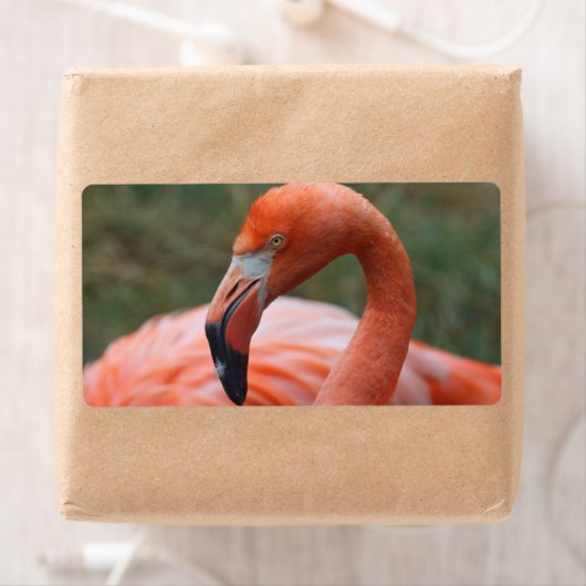 フクロウヒ ラベル (インサイチュ)