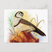 フクロウフィンチのリアルな絵 ポストカード (正面)