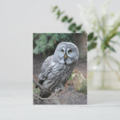 フクロウポートレート写真 ポストカード (スタンド正面)