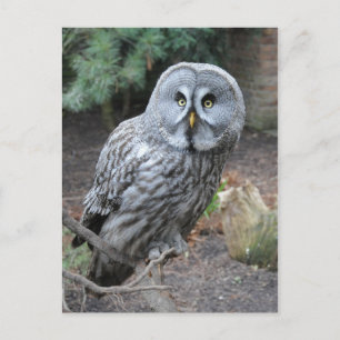 フクロウポートレート写真 ポストカード