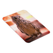 フクロウ体験サマーセット マグネット (右側)