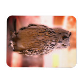 フクロウ体験サマーセット マグネット (横)