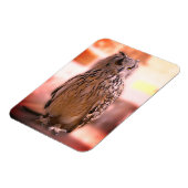 フクロウ体験サマーセット マグネット (左側)