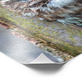 フクロウ写真 フォトプリント            (角)