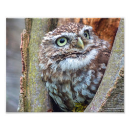フクロウ写真 フォトプリント           