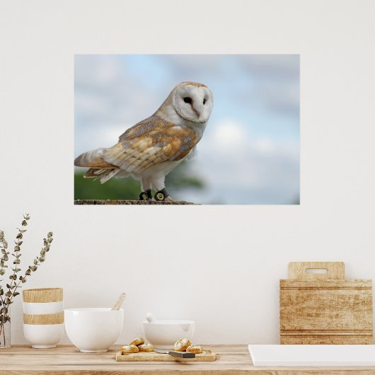 フクロウ写真 ポスター (キッチン)