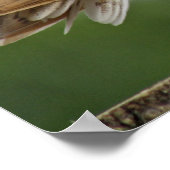 フクロウ写真 ポスター (角)