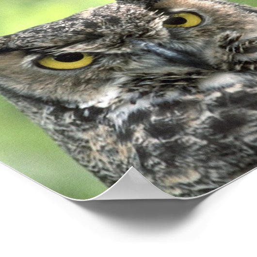 フクロウ写真 ポスター (角)