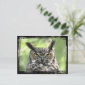 フクロウ写真 ポストカード (スタンド正面)