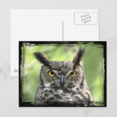 フクロウ写真 ポストカード (正面/裏面)