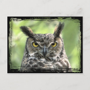 フクロウ写真 ポストカード