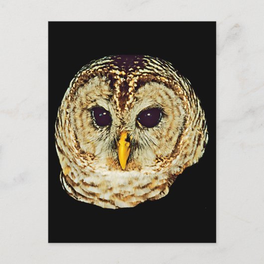 フクロウ写真 ポストカード (正面)