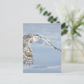 フクロウ動物鳥の冬の雪凍ってい氷の寒さ ポストカード (スタンド正面)