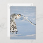 フクロウ動物鳥の冬の雪凍ってい氷の寒さ ポストカード (正面/裏面)