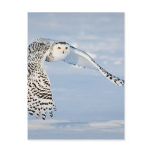 フクロウ動物鳥の冬の雪凍ってい氷の寒さ