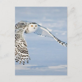 フクロウ動物鳥の冬の雪凍ってい氷の寒さ ポストカード