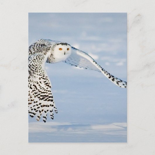 フクロウ動物鳥の冬の雪凍ってい氷の寒さ ポストカード (正面)