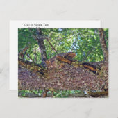 フクロウ山タム ポストカード (正面/裏面)