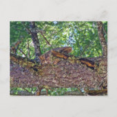 フクロウ山タム ポストカード (正面)