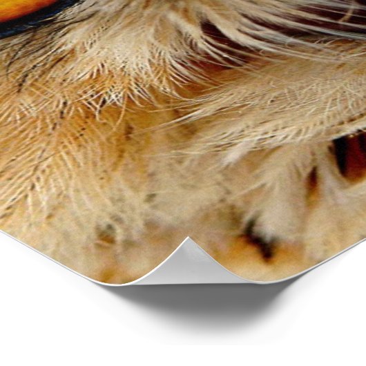 フクロウ目 ポスター (角)