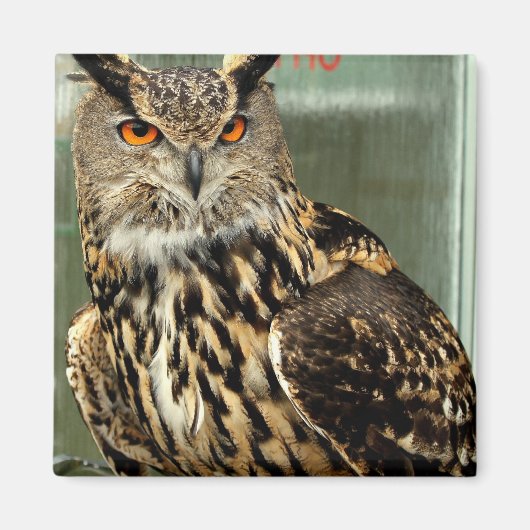 フクロウ磁石の長い耳 マグネット (正面)