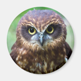 フクロウ磁石 マグネット