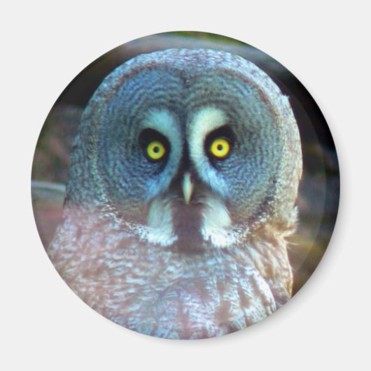フクロウ磁石 マグネット (正面)