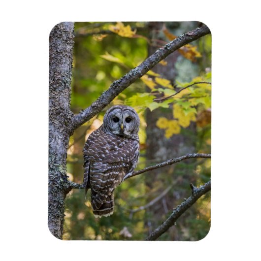 フクロウ秋 | Alger County, MI マグネット (縦)