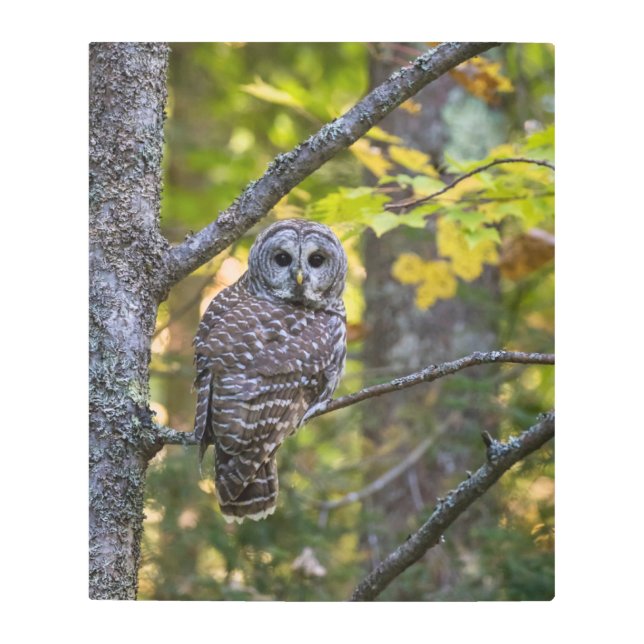 フクロウ秋 | Alger County, MI メタルプリント (正面)