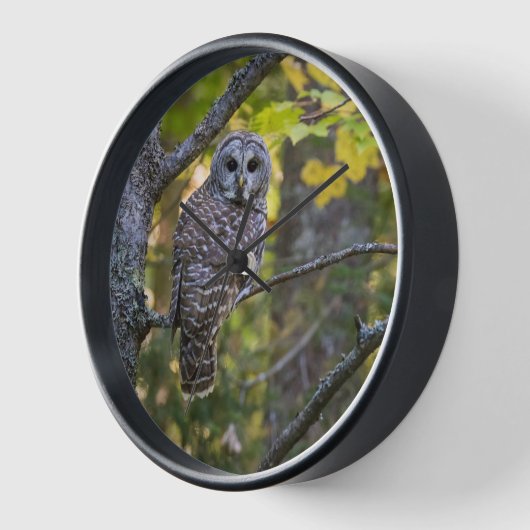 フクロウ秋 | Alger County, MI 壁時計 (傾斜)