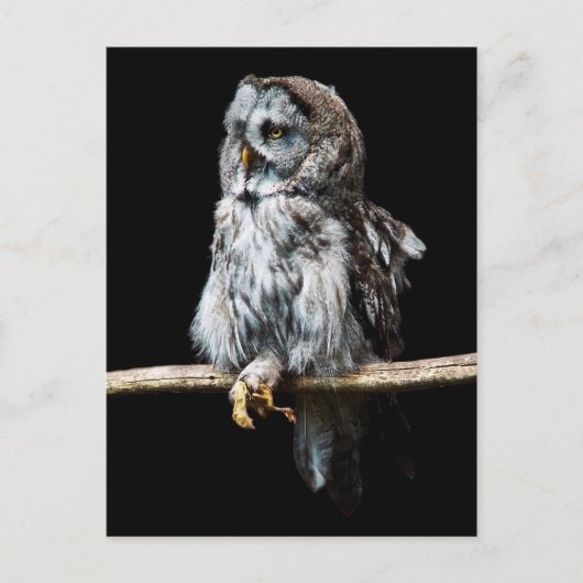 フクロウ色の葉書 ポストカード (正面)