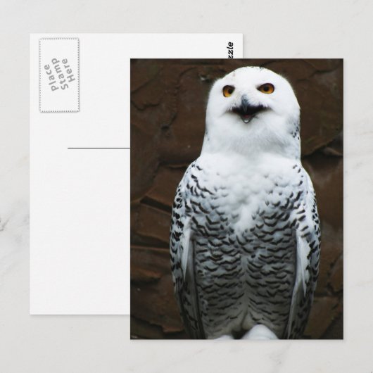 フクロウ菌 ポストカード (正面/裏面)