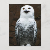 フクロウ菌 ポストカード (正面)