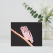 フクロウ葉書 ポストカード (スタンド正面)