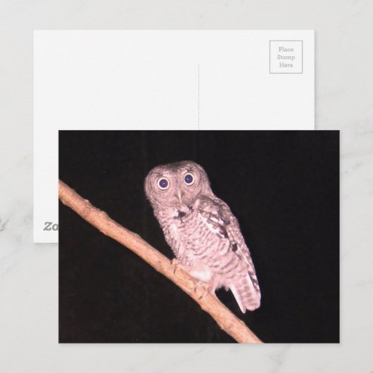 フクロウ葉書 ポストカード (正面/裏面)