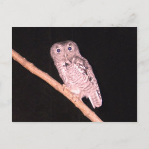 フクロウ葉書 ポストカード