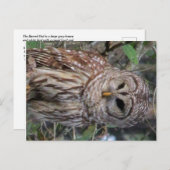 フクロウ葉書 ポストカード (正面/裏面)