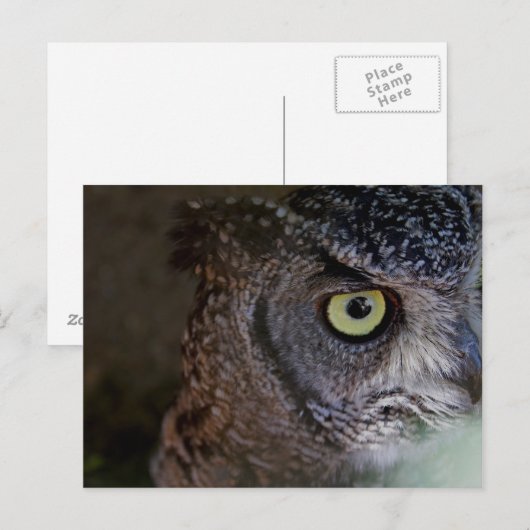 フクロウ葉書 ポストカード (正面/裏面)