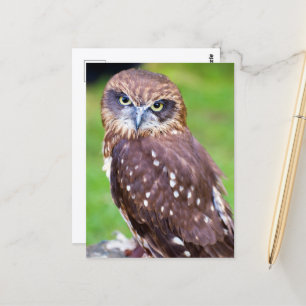 フクロウ葉書 ポストカード