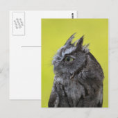 フクロウ葉書 ポストカード (正面/裏面)