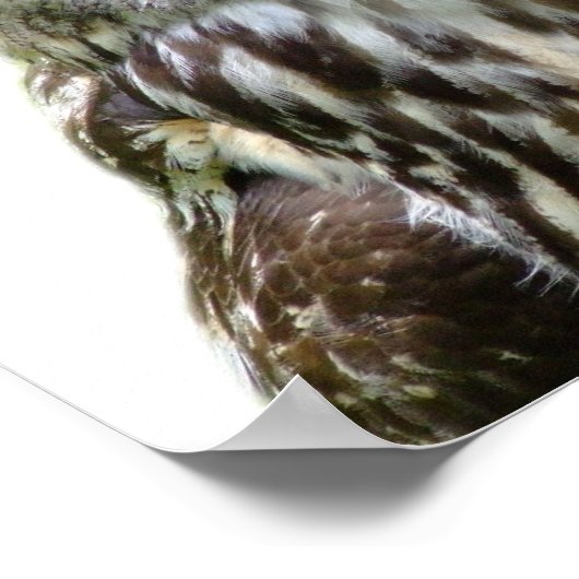 フクロウ野生森林動物写真ピーカブー子供部屋 ポスター (角)