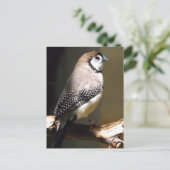 フクロウ顔フィンチポストカード ポストカード (スタンド正面)