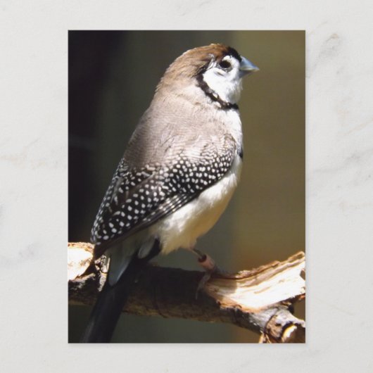 フクロウ顔フィンチポストカード ポストカード (正面)