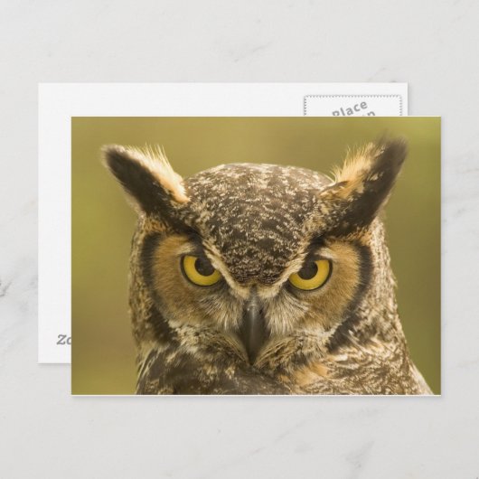 フクロウ顔 ポストカード (正面/裏面)