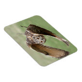 フクロウ飛行中 マグネット (右側)