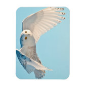 フクロウ飛行中 マグネット (縦)