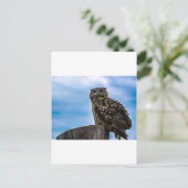 フクロウ鳥の羽の動物自然運命の平和の愛 ポストカード (スタンド正面)