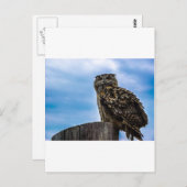 フクロウ鳥の羽の動物自然運命の平和の愛 ポストカード (正面/裏面)